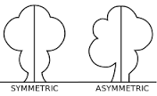 asymmetrical