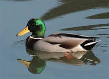 mallard