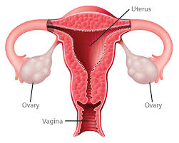 ovary