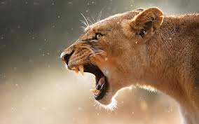 roaring
