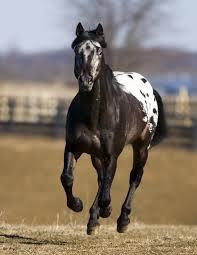 Appaloosa