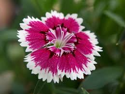 Dianthus