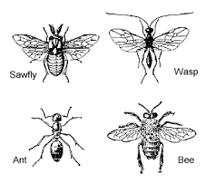 Hymenoptera