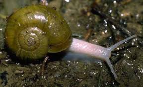 Mollusca