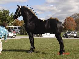 Percheron