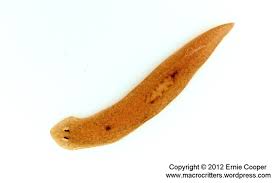 Planaria