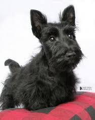 Scottie