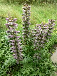 acanthus