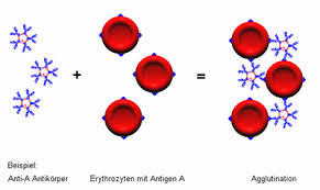 agglutination