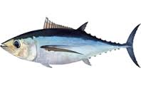 albacore
