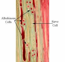 albuminous