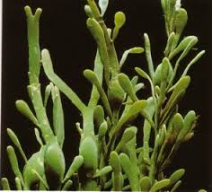 alga