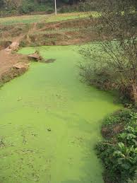 algal