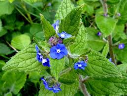 alkanet