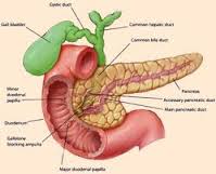 ampulla