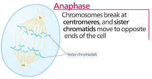 anaphase
