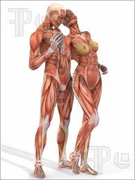 anatomic