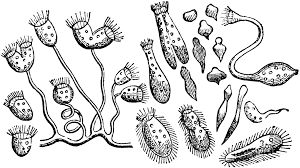 animalcule