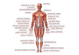 anterior