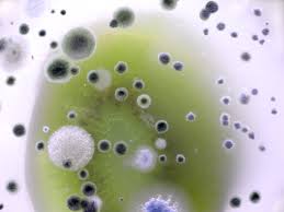 antibacterial