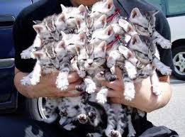 armload