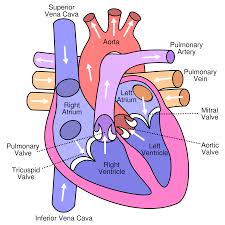 atrial