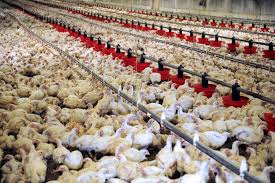 aviculture