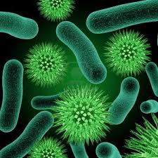 bacterial