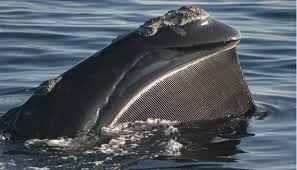 baleen