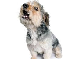 barking