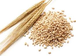 barley
