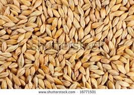 barleycorn