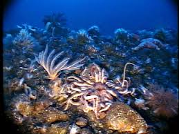 benthos
