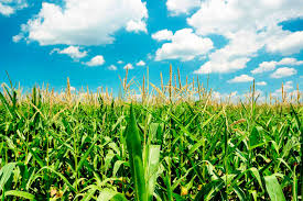 biomass