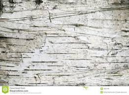 birchbark