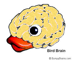 bird-brain