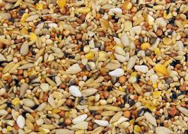 birdseed