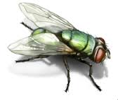 blow-fly
