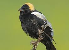 bobolink