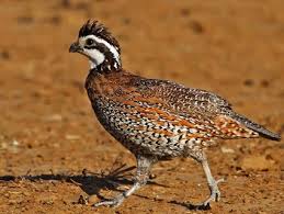 bobwhite