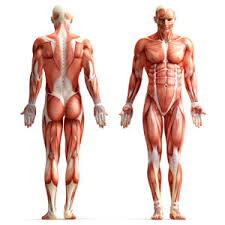 body