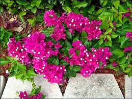 bougainvillaea