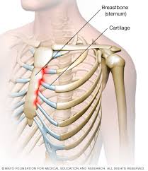 breastbone
