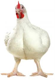 broiler
