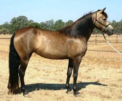 buckskin