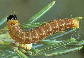 budworm