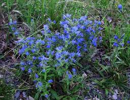 bugloss