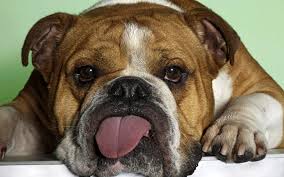 bulldog