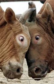 bullheaded
