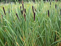 bulrush